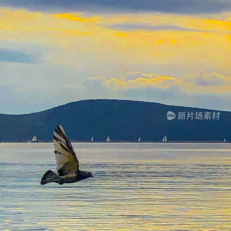 日落时鸽子在海面上飞翔