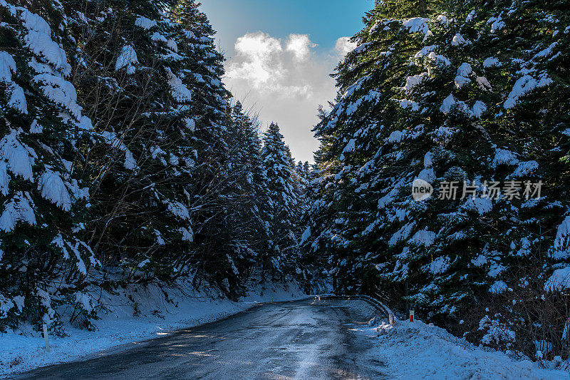 松树和柏油路