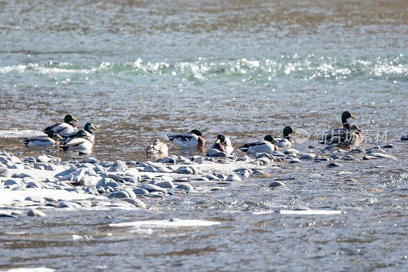 寒冷的河里的一群野鸭