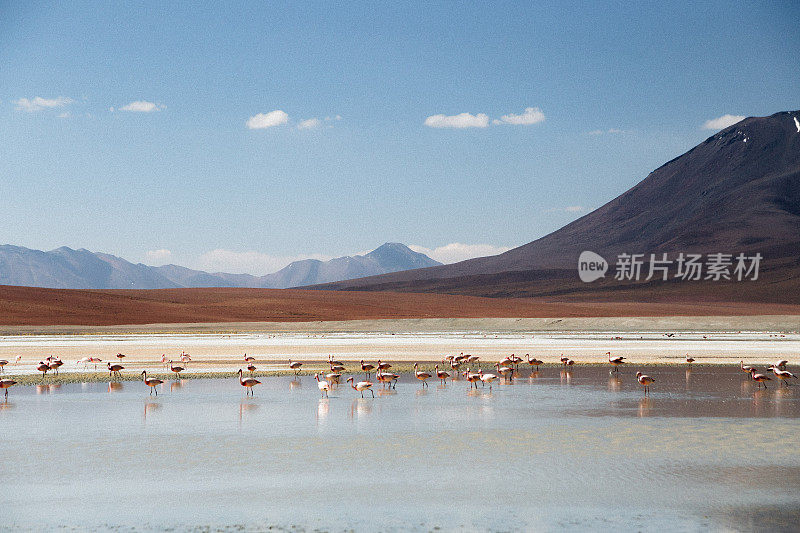 群火烈鸟在山湖(拉古那)与火山在高原沙漠在玻利维亚