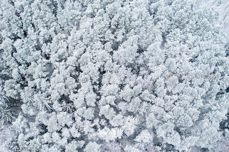 鸟瞰图的混合森林覆盖着雪。