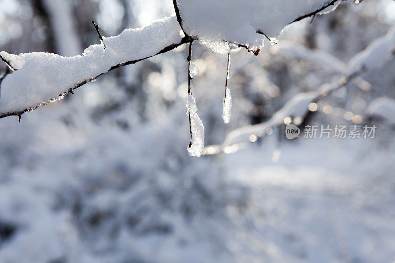 冬天的树枝被雪覆盖