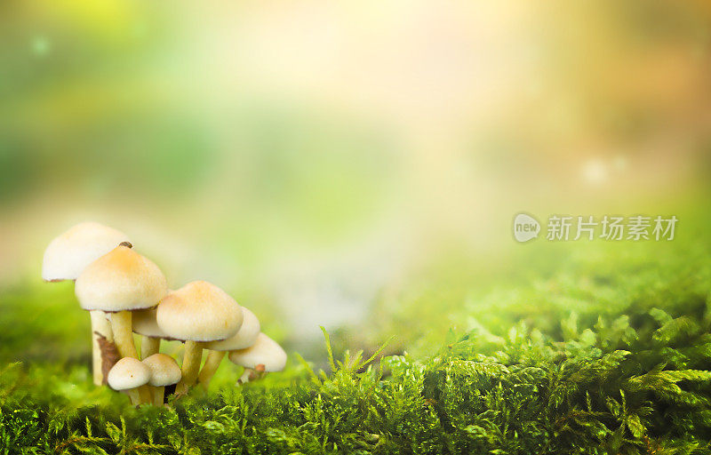 蘑菇和苔藓