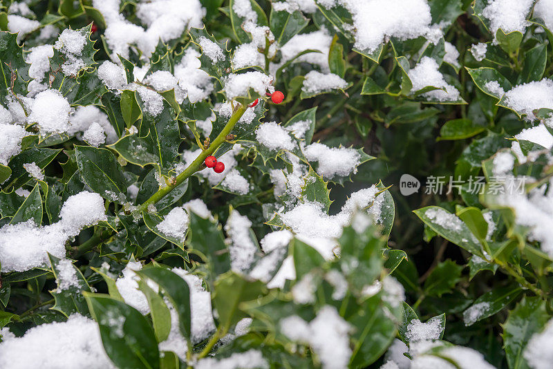 雪中的冬青灌木