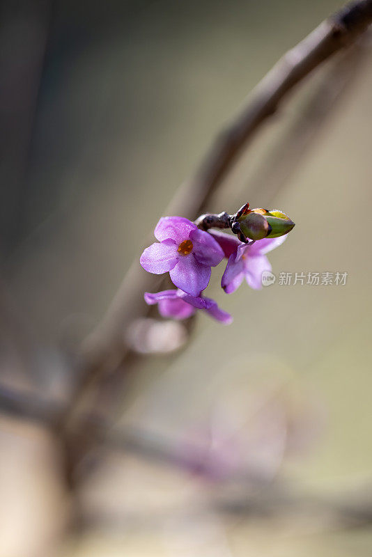 盛开的达芙妮mezereum