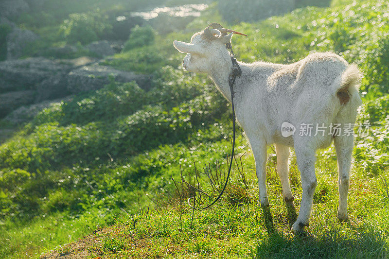 山羊在山坡上吃草