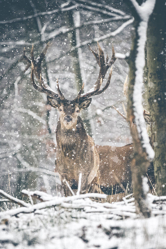 鹿在winterwonderland