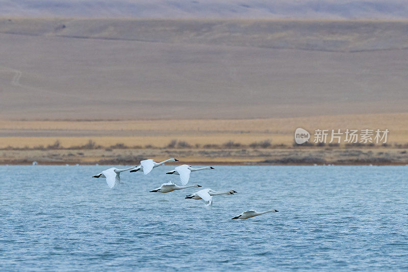 六只苔原天鹅飞过冰冻湖野生动物管理区