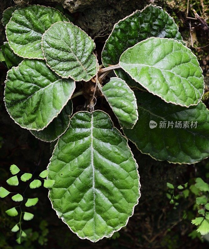 稀有植物-盖斯内里亚塞亚植物（盖斯内里亚德）