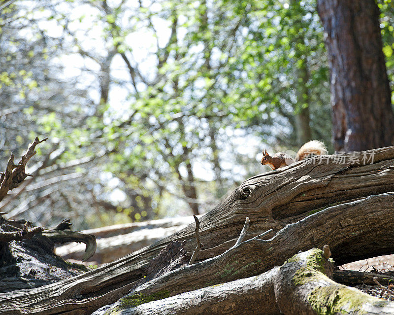 罕见的红松鼠捕捉阳光，布朗西岛，普尔海港，多塞特，英国