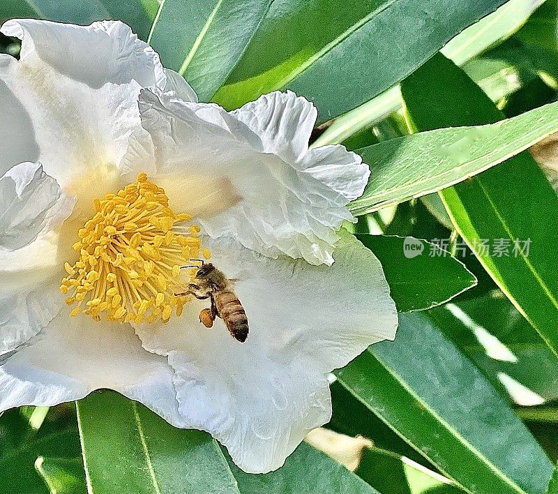 煎蛋花树上的澳大利亚本土蜜蜂