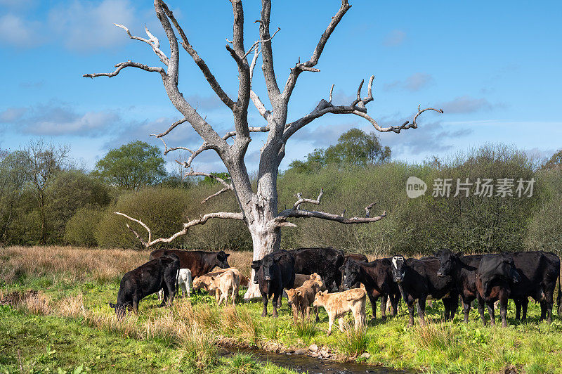 小溪边的一群肉牛和小牛