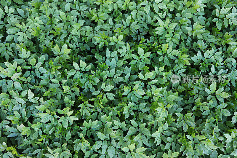 绿色植物地长者主教杂草