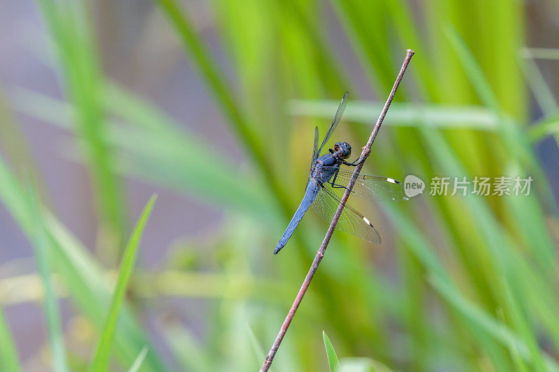 闪烁的除油船蜻蜓