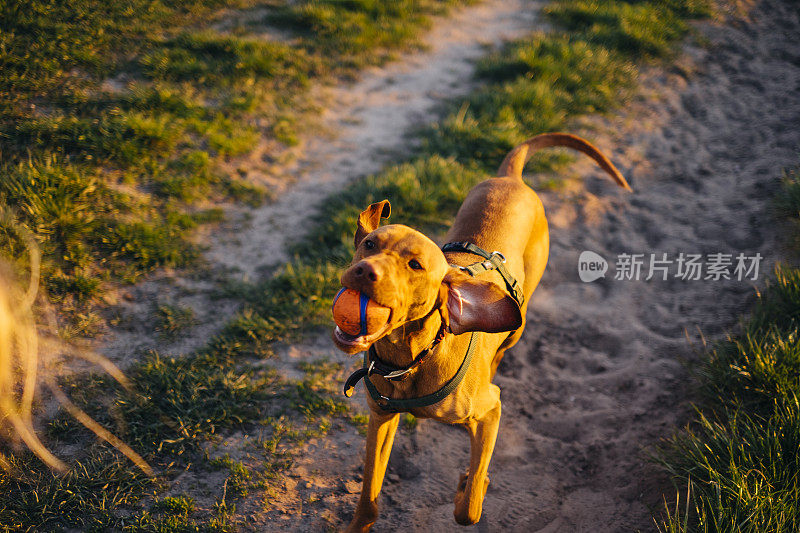 在夕阳下，滑稽的狗叼着球跑