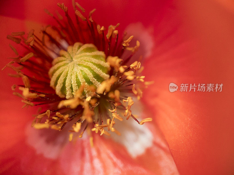 一朵盛开的罂粟花的特写镜头