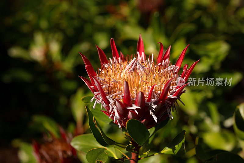 蓝藻Protea《小王子》