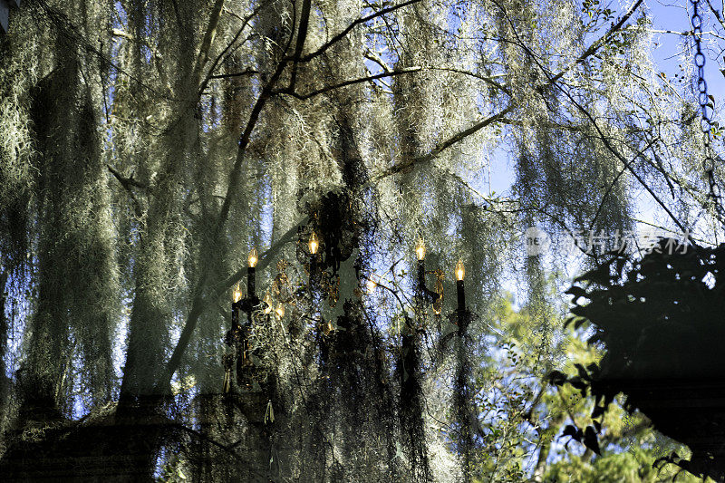 桃金娘种植园里令人毛骨悚然的苔藓倒影和枝形吊灯