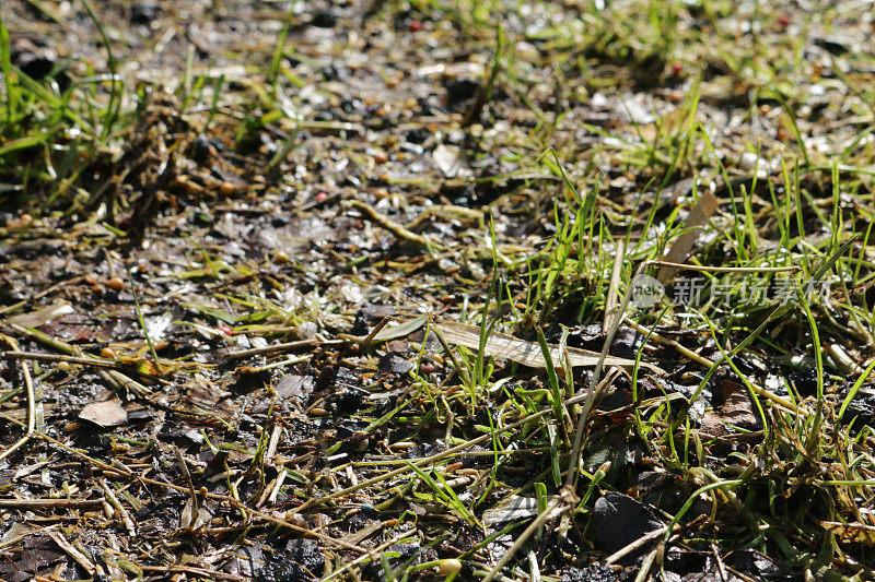 完整的画面画面展现了播种后新鲜的绿草嫩芽，冬末养护后的绿草草坪恢复了活力，潮湿而泥泞，聚焦前景