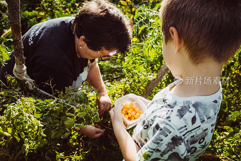 孙子和祖母在收获西红柿