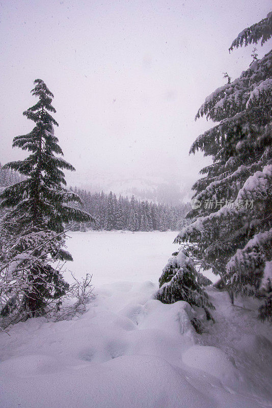 冬天的雪覆盖了湖和森林