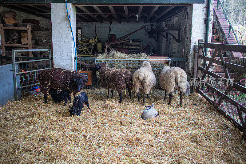 刚出生的小羊羔和它们的妈妈在谷仓外盖着稻草的围栏里