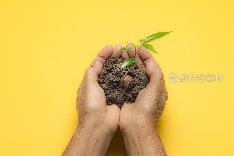 在植树节的女人的手与植物的黄色背景