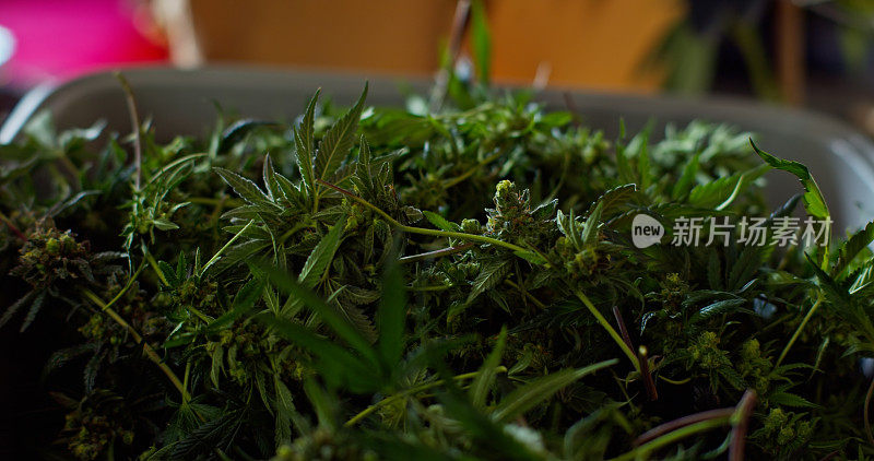 被砍倒的大麻植物躺在托盘里