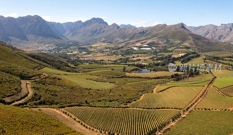 无人机拍摄的绿色葡萄园上方的Stellenbosch，开普敦