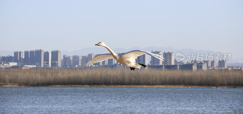 疣鼻天鹅在城市的河流中飞翔