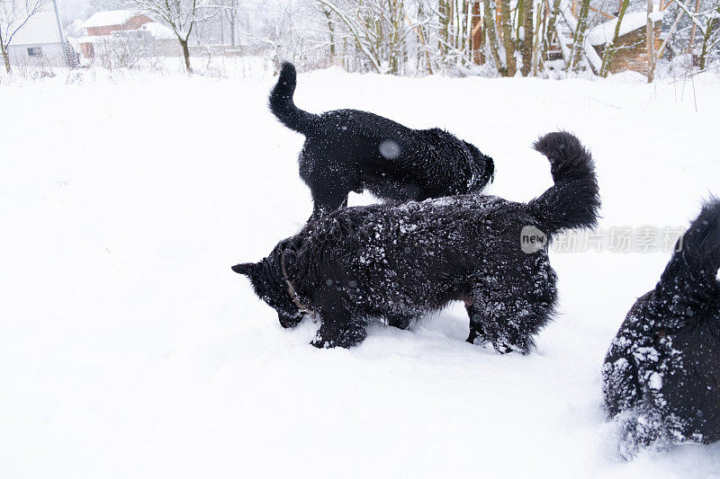 雪地里的乐趣