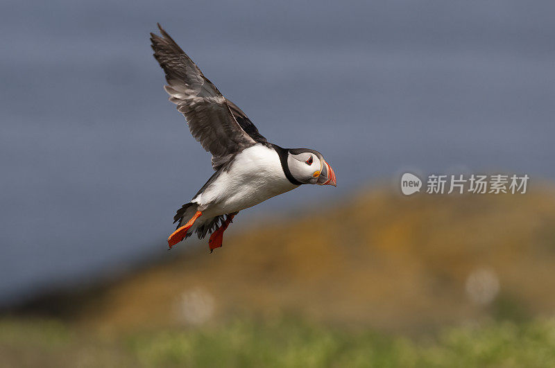 海雀飞行(北极兄弟会)