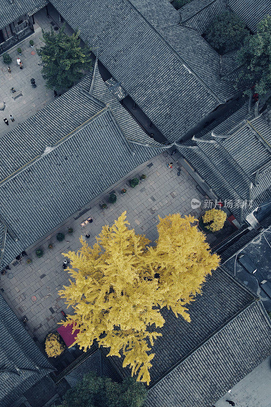 在银杏树季节鸟瞰文殊寺，中国成都