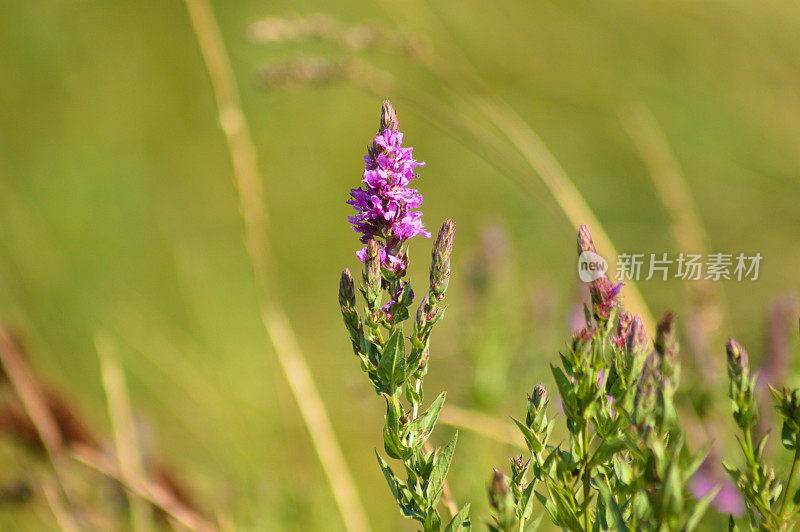 紫色的loosestrife盛开的特写镜头与绿色模糊的植物在背景上
