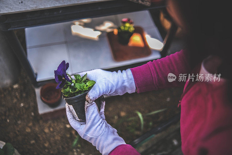 选择各种各样的花种植在后院的小花园