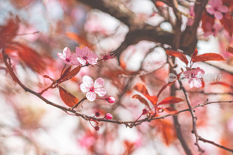 美丽的樱花在春天盛开