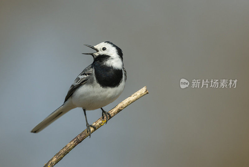 白鹡鸰