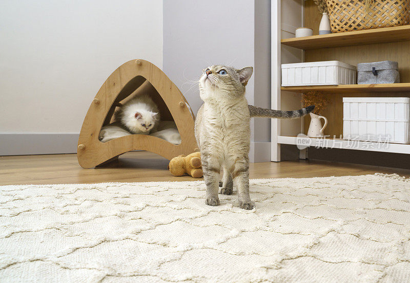 可爱毛茸茸的苏格兰折耳猫和暹罗猫在家里玩耍