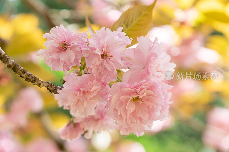 樱花特写(satozakura)