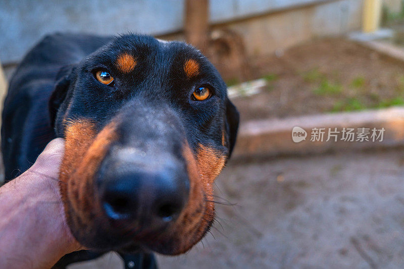 杜宾犬的人像与人的手爱狗看相机