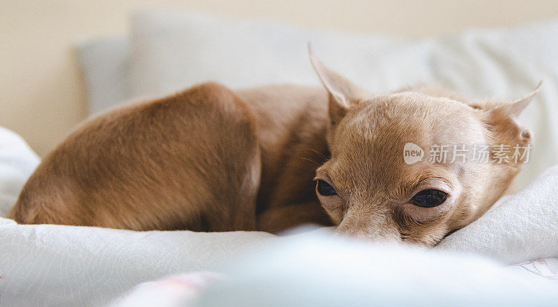 患有精神疾病的小狗躺在床上。宠物的悲伤。