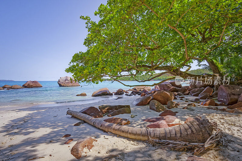 热带海滩安塞拉齐奥与典型的强大的花岗岩岩层和棕榈树普拉林岛，花岗岩塞舌尔，群岛在印度洋