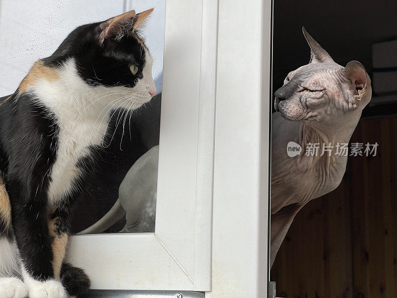 斯芬克斯猫和毛茸茸的猫在阳台上