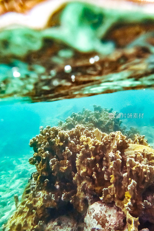 热带加勒比海洋生物水下珊瑚礁和海洋鱼类风景优美