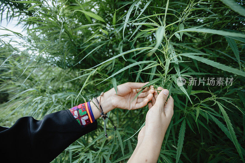 手握大麻叶在成熟的茎。