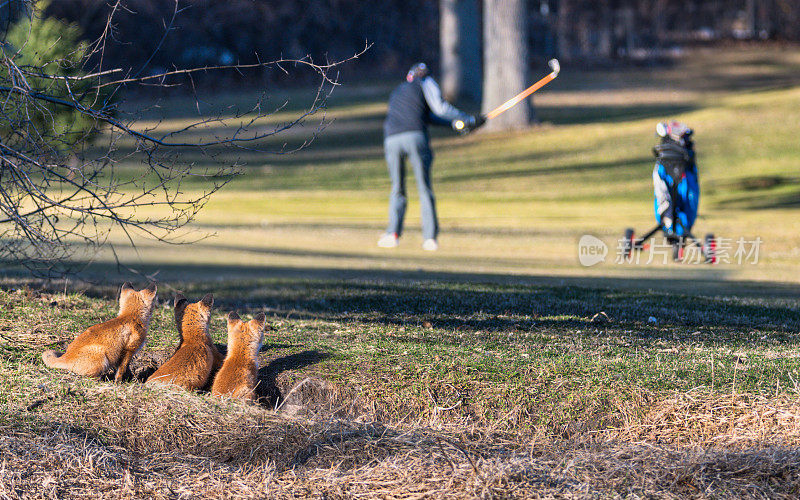 三只狐狸正在享受一场高尔夫球比赛