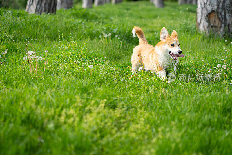 一只彭布罗克威尔士柯基犬正在公园里玩耍