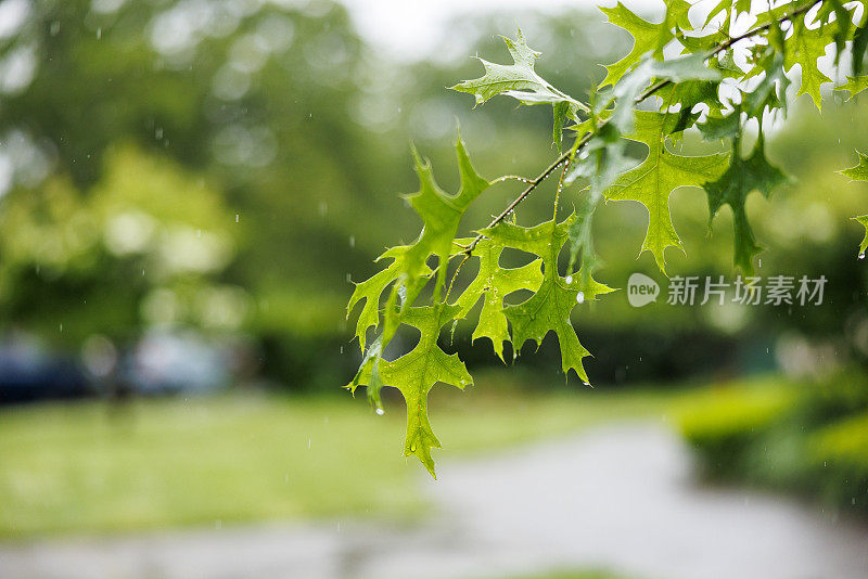 住宅区的夏雨。聚焦在树叶上，社区模糊在背景中。