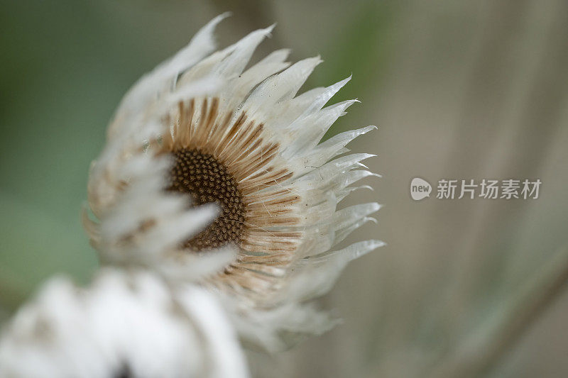 变形杆菌属花