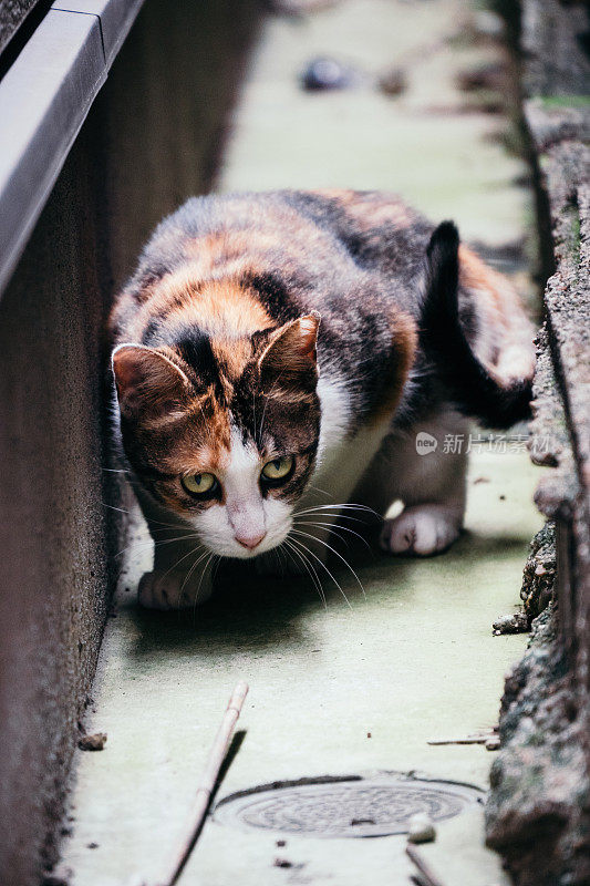 一只白花猫在狭窄通道中的形象